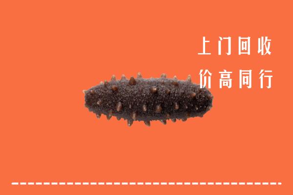 达拉特旗回收海参